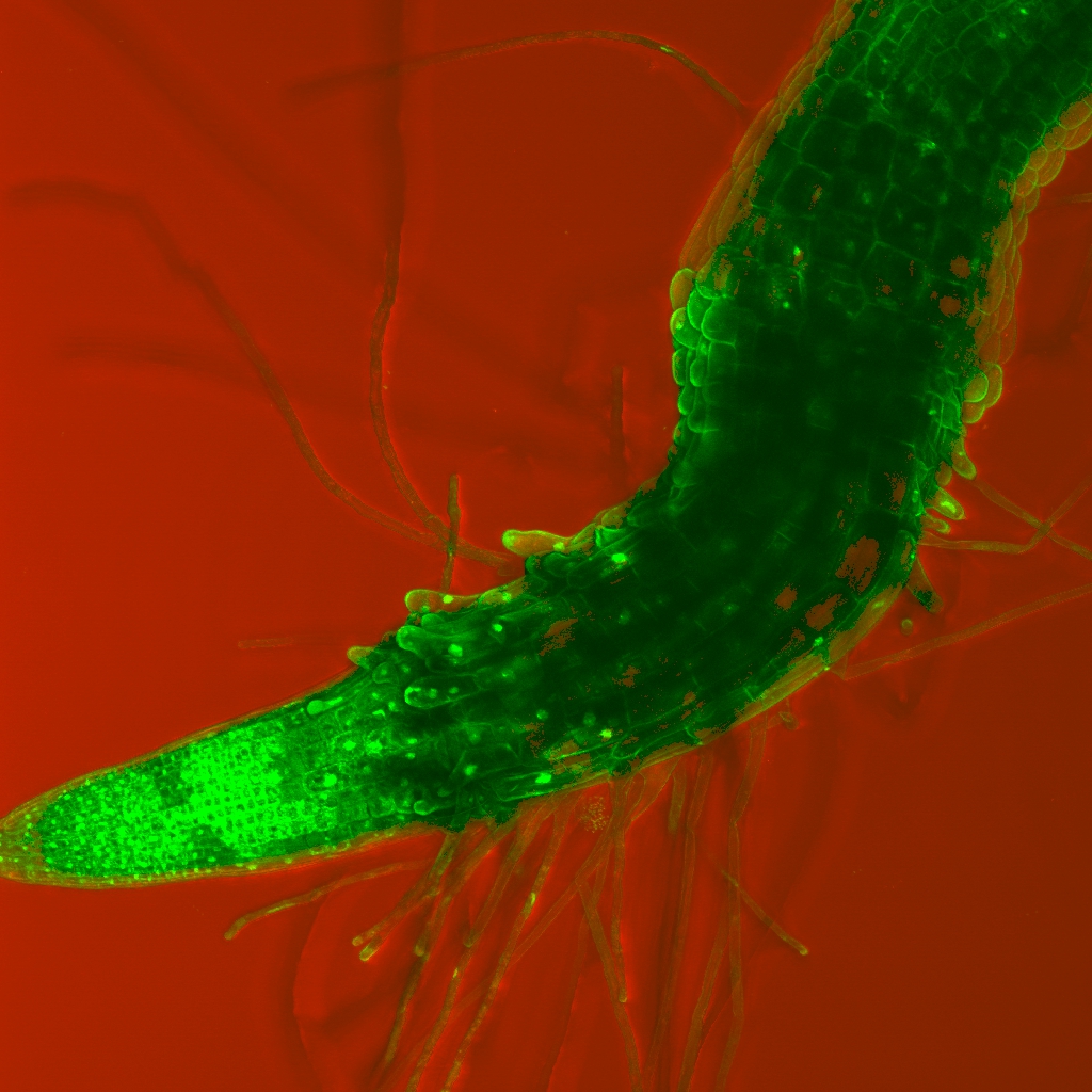 Raíz de Arabidopsis vista en el microscopio.