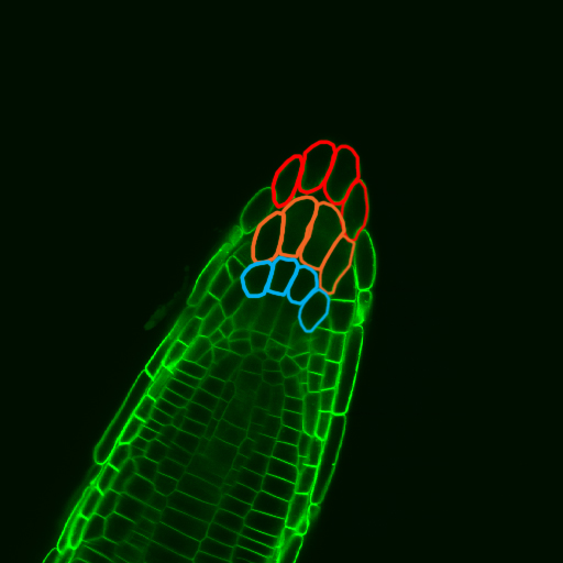 Semilla vista en el microscopio