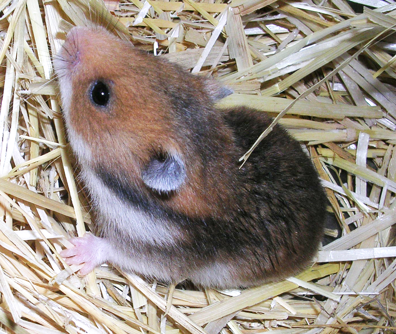 Ratón en el animalario del IRNASA.