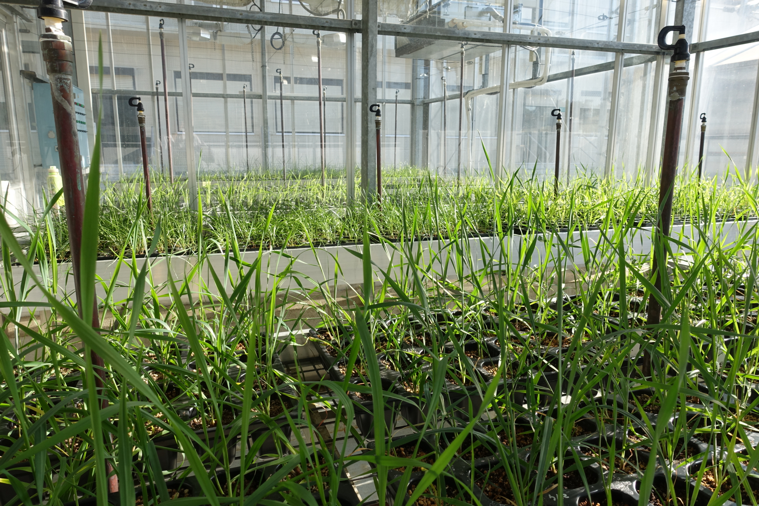 Plantas en el invernadero del IRNASA.