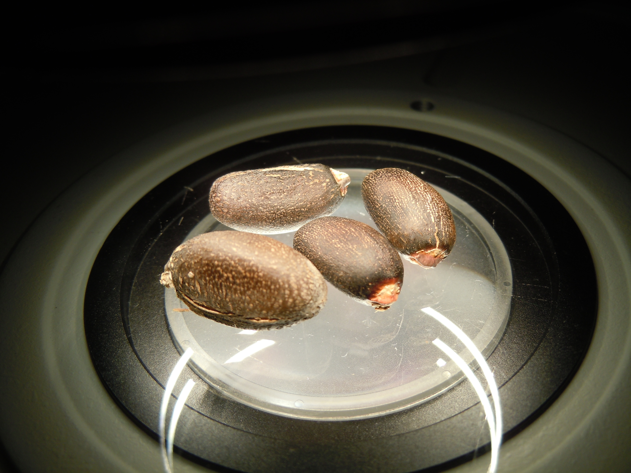 Semillas depositadas en el microscopio.