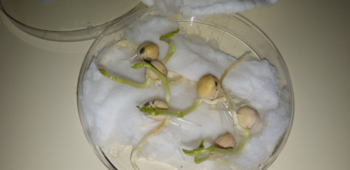 Semillas germinando