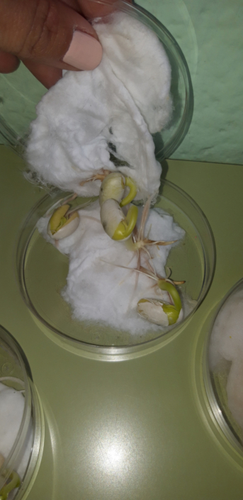 Semillas germinando