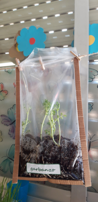 Planta de garbanzo en desarrollo