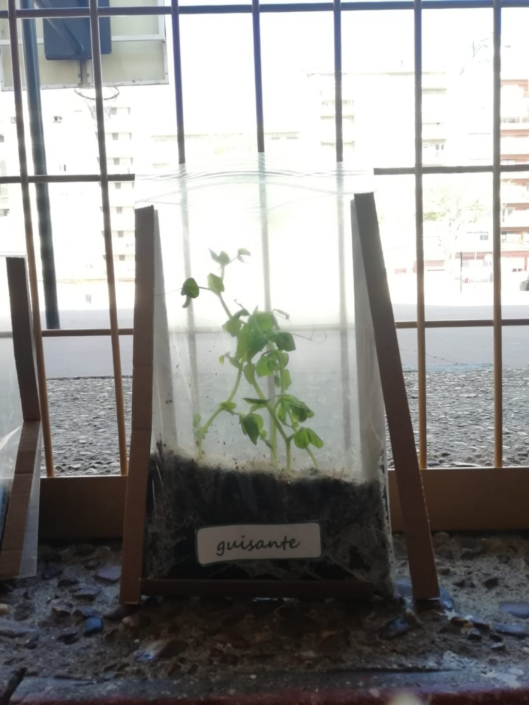 Planta de guisante en desarrollo