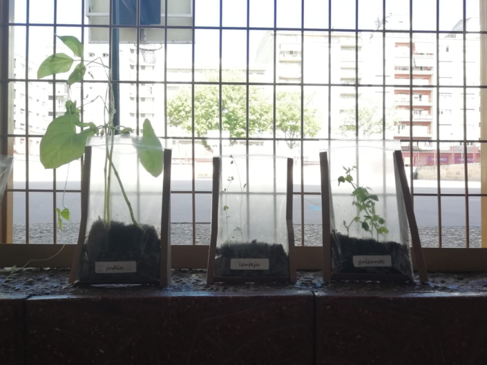 Colección de plantas en nuestro taller
