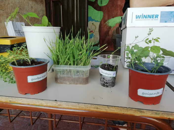 Colección de plantas en nuestro taller