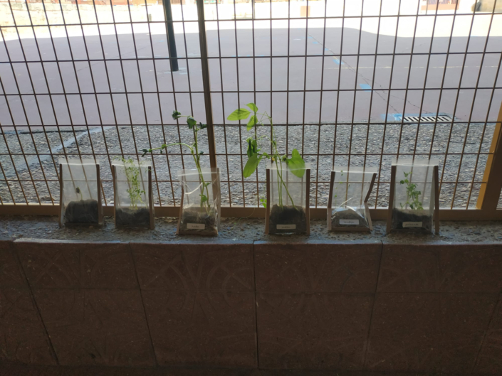 Colección de plantas en nuestro taller