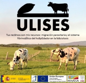 ULISES. Tus recursos son mis recursos: migración parasitaria y el sistema fibronilítico del hospedador en la fasciolosis