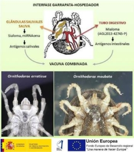 Interfase garrapata-hospedador