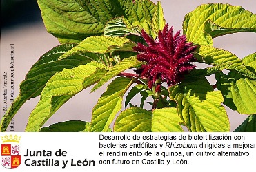 Desarrollo de estrategias de biofertilización con bacterias endófitas y Rhizobium dirigidas a mejorar el rendimiento de la quinoa, un cultivo alternativo con futuro en Castilla y León.