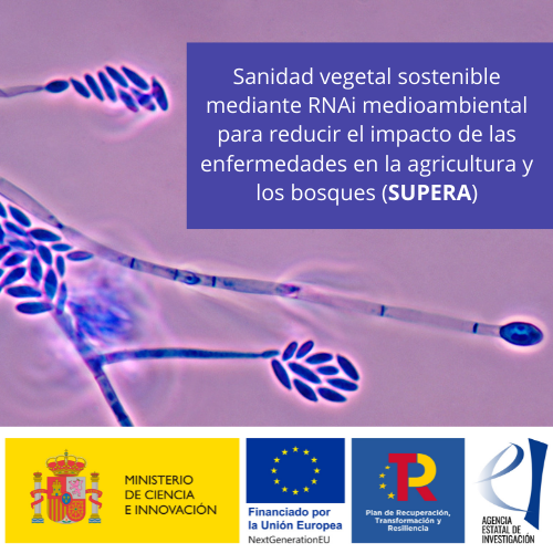 he4sem. Aplicación de procesos tecnológicos avanzados para la producción de semillas de cereales mejoradas con formulaciones basadas en hongos endófitos