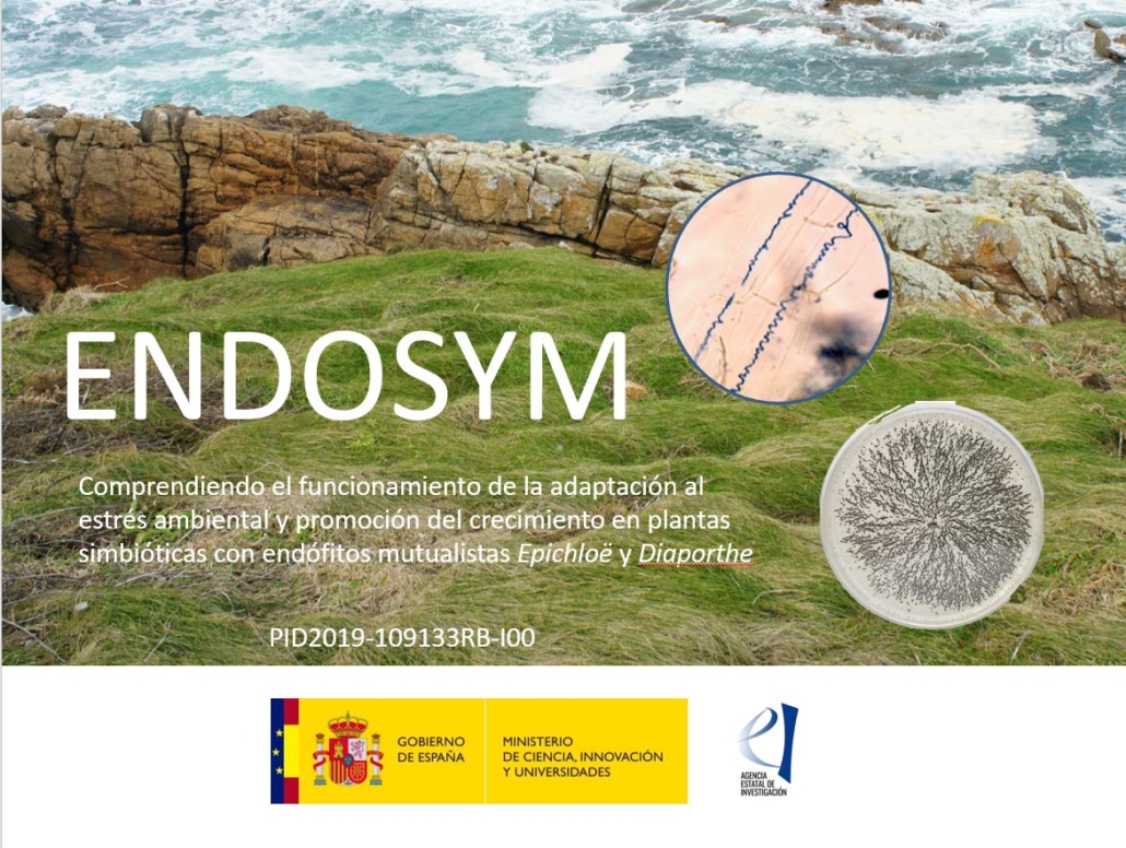ENDOSYM