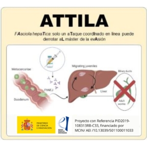 ATTILA